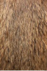 Photo Textures of Animals Skin